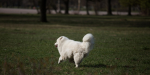 В Петербурге хотят увеличить штраф за выгул собак без поводка